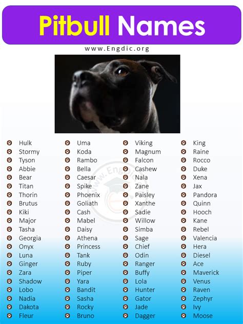 best pitbull dog names|names for a pitbull.